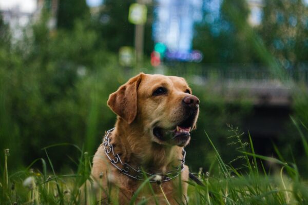 dog in the park grass